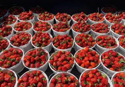 A berry good and juicy time awaits at this Loudoun Co. strawberry festival